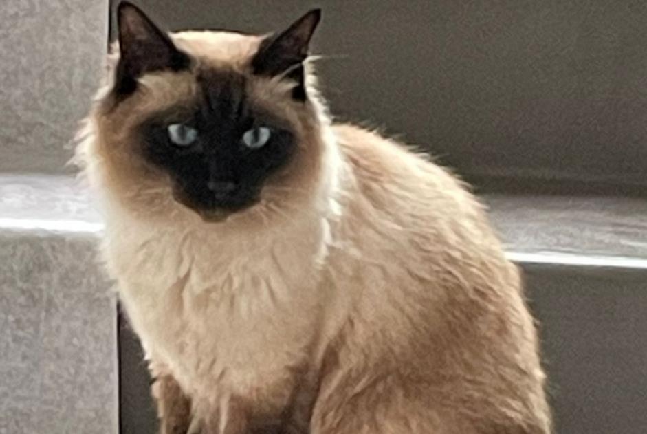 Vermisstmeldung Katze  Männliche , 4 jahre Bry-sur-Marne Frankreich