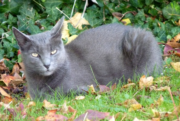 Vermisstmeldung Katze Männliche , 10 jahre Fosses-la-Ville Belgien