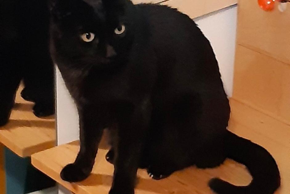 Vermisstmeldung Katze Männliche , 8 jahre Les Matelles Frankreich