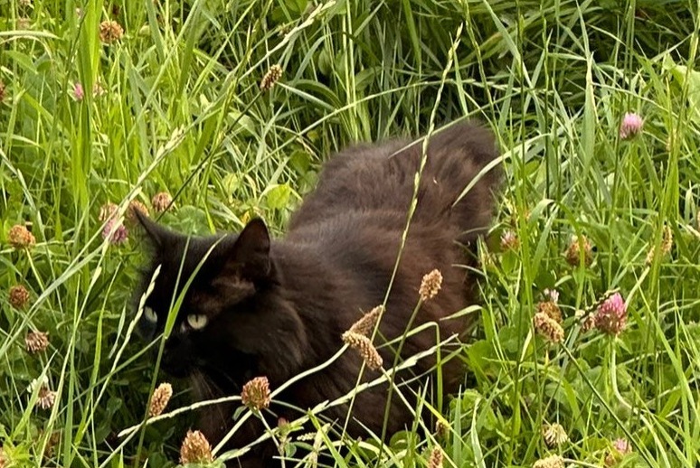 Vermisstmeldung Katze Männliche , 8 jahre Rolle Schweiz