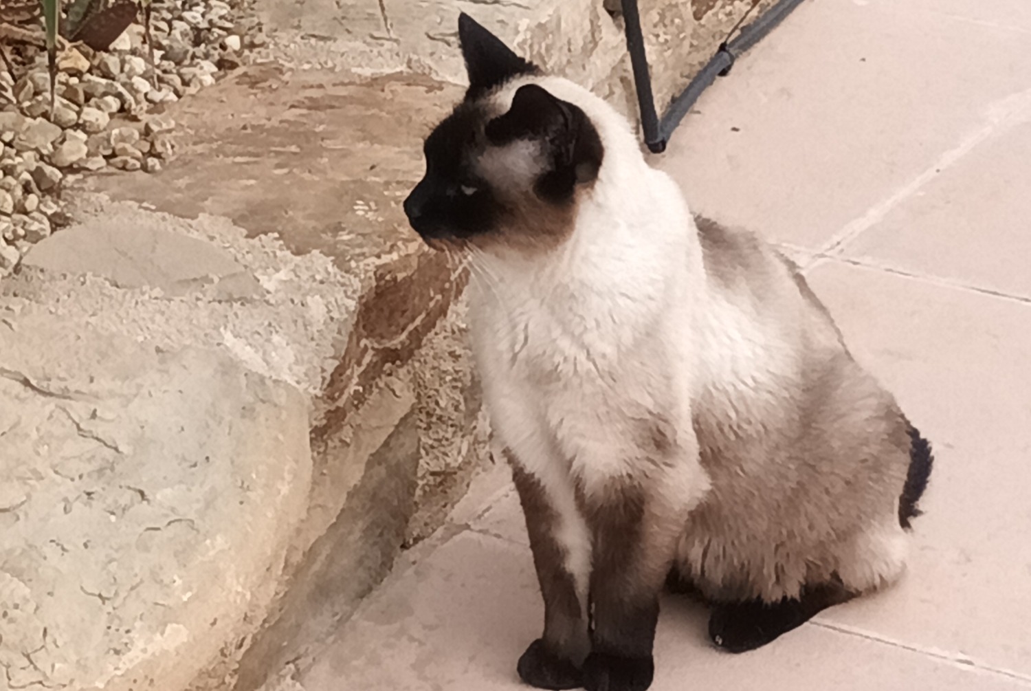 Vermisstmeldung Katze  Männliche , 10 jahre El Cortijo Grande Spanien