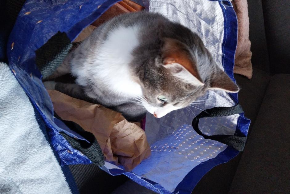 Vermisstmeldung Katze  Weiblich , 2 jahre Ennevelin Frankreich