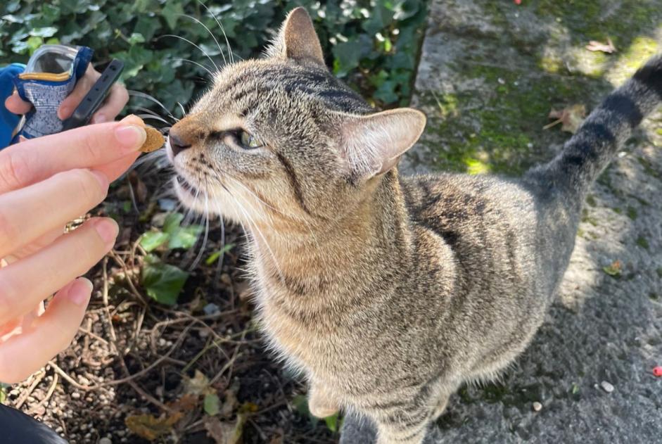 Fundmeldung Katze Weiblich Lausanne Schweiz