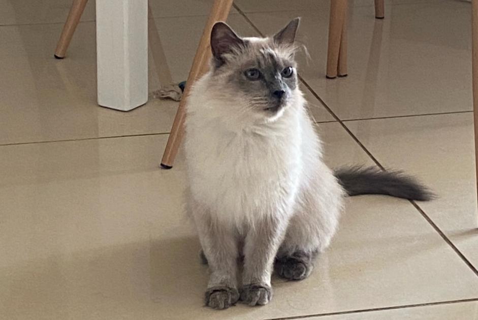 Vermisstmeldung Katze  Weiblich , 14 jahre Narbonne Frankreich