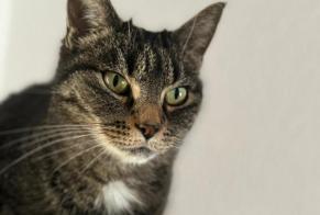 Vermisstmeldung Katze Weiblich , 7 jahre Villars-sous-Yens Schweiz