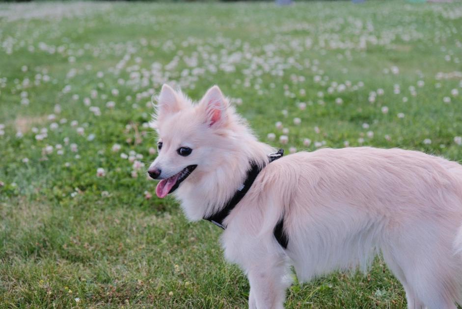 Vermisstmeldung Hund  Weiblich , 1 jahre Leuze-en-Hainaut Belgien