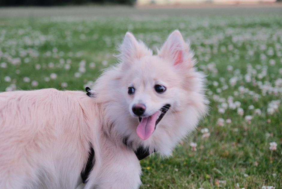 Vermisstmeldung Hund  Weiblich , 1 jahre Leuze-en-Hainaut Belgien