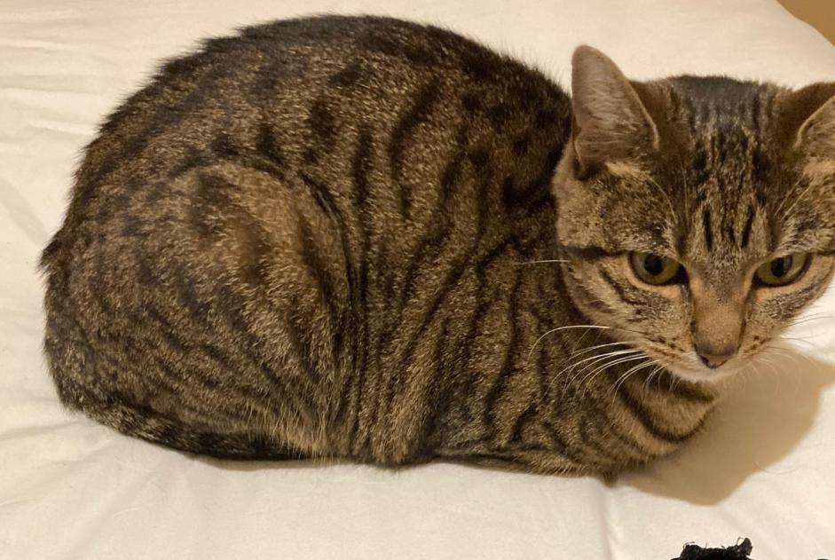 Vermisstmeldung Katze Weiblich , 2 jahre Lyon Frankreich