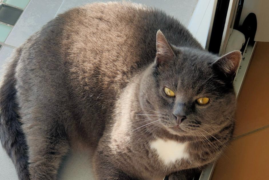 Vermisstmeldung Katze rassenmischung Männliche , 7 jahre Chevilly Frankreich