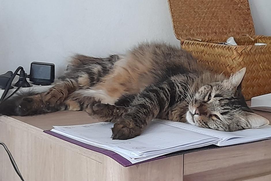 Vermisstmeldung Katze Weiblich , 6 jahre Saint-Denis Frankreich