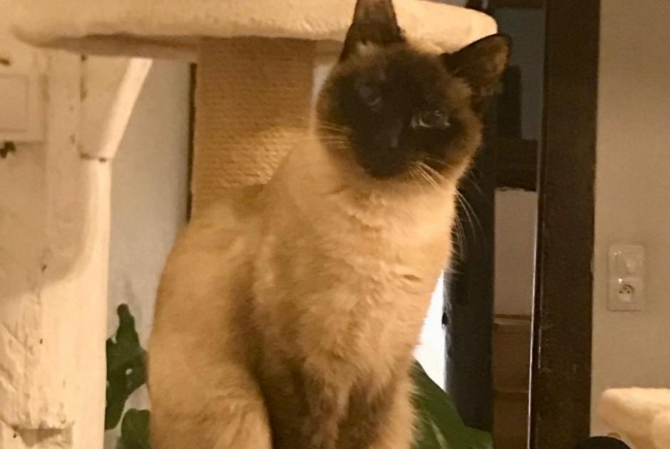 Vermisstmeldung Katze  Weiblich , 1 jahre Rouen Frankreich