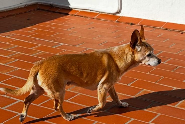 Fundmeldung Hund rassenmischung Männliche Can Furnet Spanien