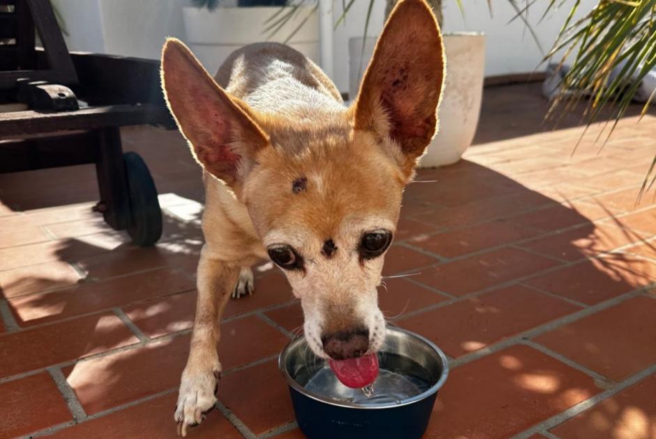 Fundmeldung Hund rassenmischung Männliche Can Furnet Spanien