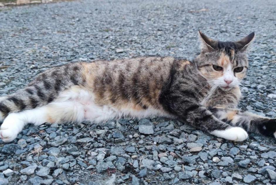 Vermisstmeldung Katze Weiblich , 11 jahre L'Hermenault Frankreich