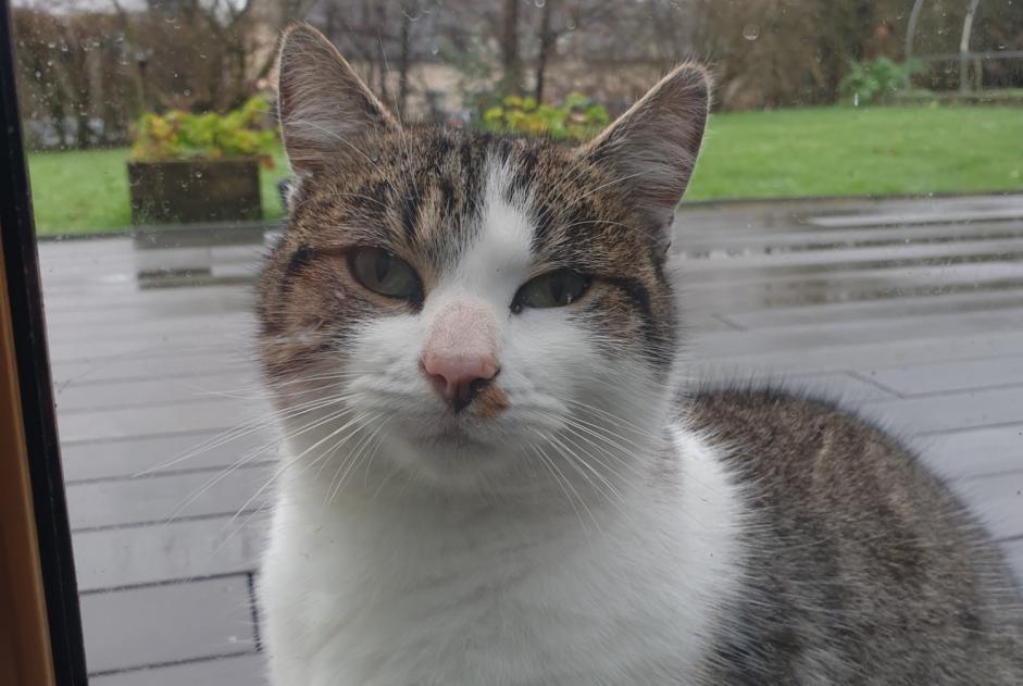 Fundmeldung Katze  Männliche La Brûlatte Frankreich