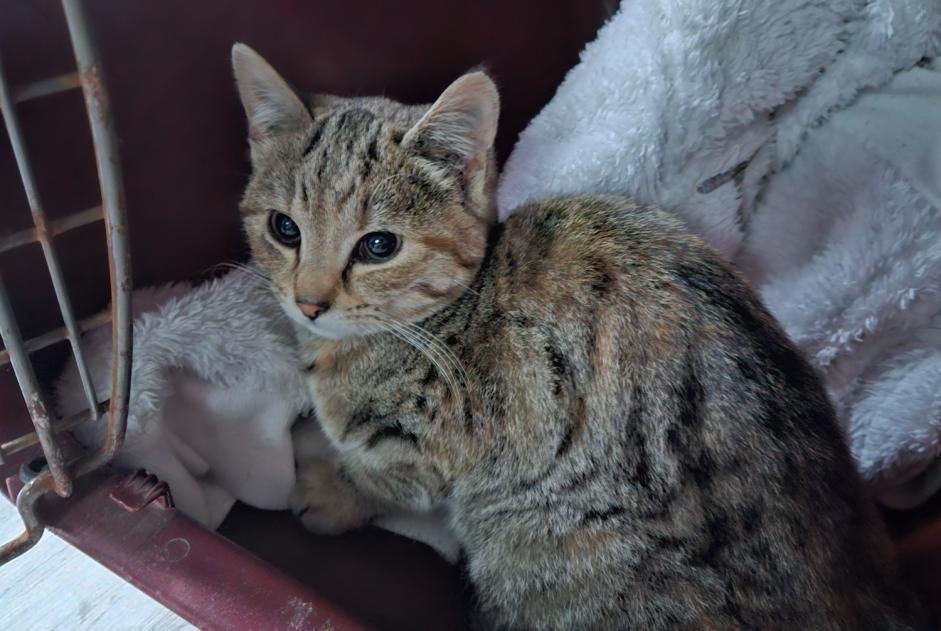 Fundmeldung Katze  Unbekannt Retzwiller Frankreich