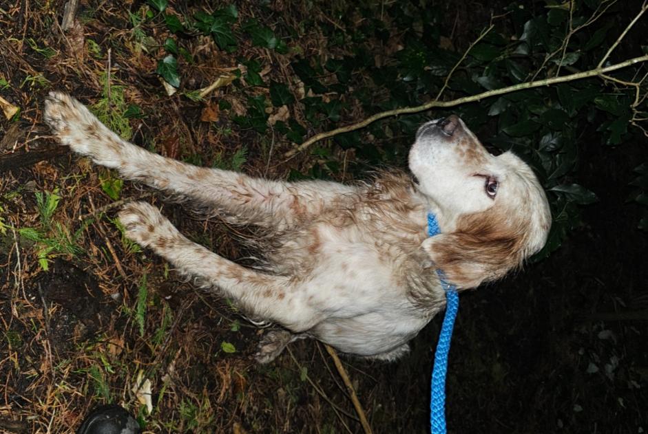 Fundmeldung Hund  Männliche Vannes Frankreich