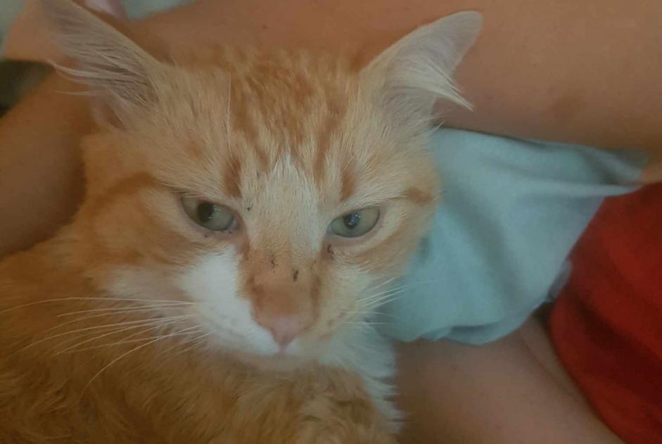 Vermisstmeldung Katze Männliche , 2 jahre Montaigut-sur-Save Frankreich