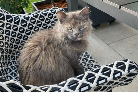 Vermisstmeldung Katze rassenmischung Weiblich , 15 jahre Oliva Spanien