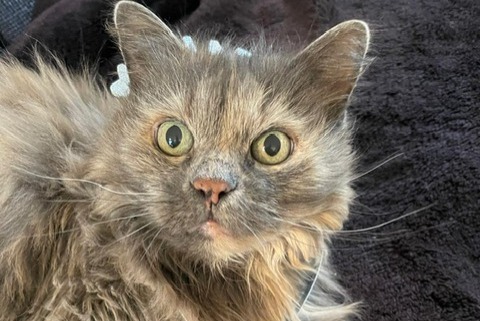 Vermisstmeldung Katze rassenmischung Weiblich , 15 jahre Oliva Spanien