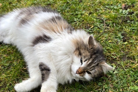 Fundmeldung Katze  Weiblich Caluire-et-Cuire Frankreich