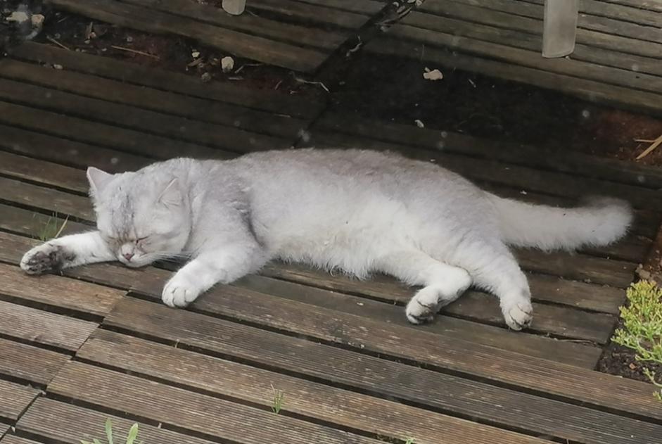 Vermisstmeldung Katze rassenmischung Männliche , 2 jahre Saint-Hilaire-Saint-Mesmin Frankreich