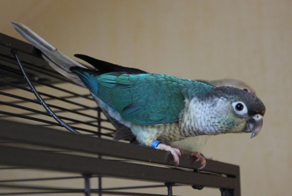 Vermisstmeldung Vogel Weiblich , 2025 jahre Saint-Père-sur-Loire Frankreich