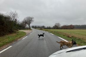 Fundmeldung Hund  Weiblich Néoules Frankreich