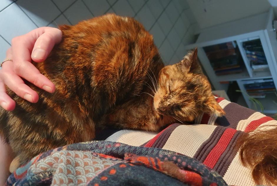 Vermisstmeldung Katze rassenmischung Weiblich , 3 jahre Betton Frankreich