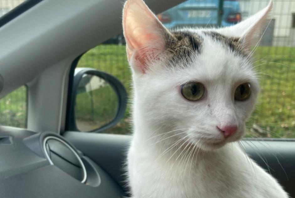 Fundmeldung Katze Weiblich Limoges Frankreich