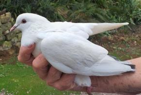 Fundmeldung Vogel Unbekannt Laize-Clinchamps Frankreich