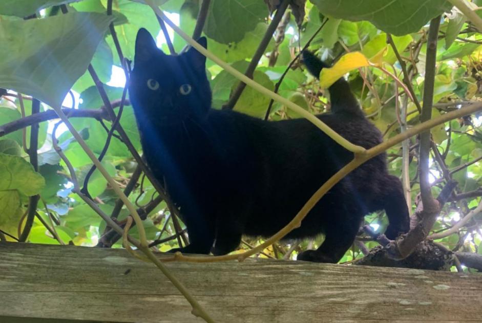 Vermisstmeldung Katze rassenmischung Weiblich , 7 jahre Coray Frankreich