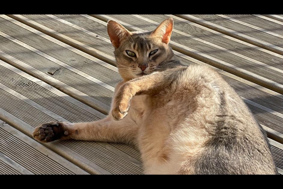 Vermisstmeldung Katze  Männliche , 9 jahre La Fouillade Frankreich