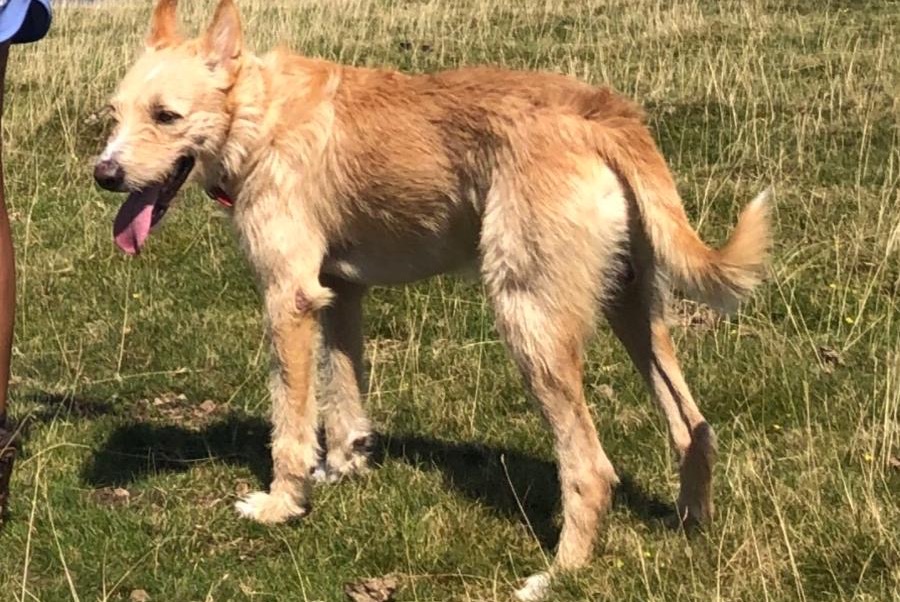 Vermisstmeldung Hund rassenmischung Männliche , 30 jahre Pedralba Spanien