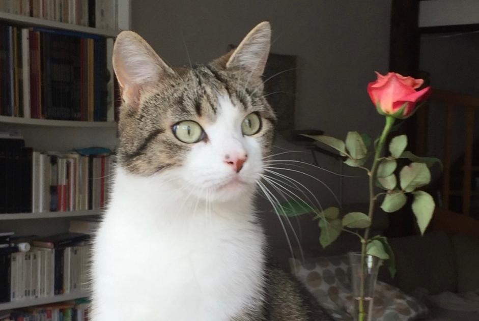 Vermisstmeldung Katze Männliche , 7 jahre Fribourg Schweiz