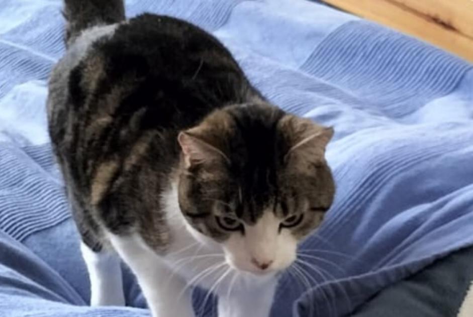 Vermisstmeldung Katze Männliche , 7 jahre Fribourg Schweiz