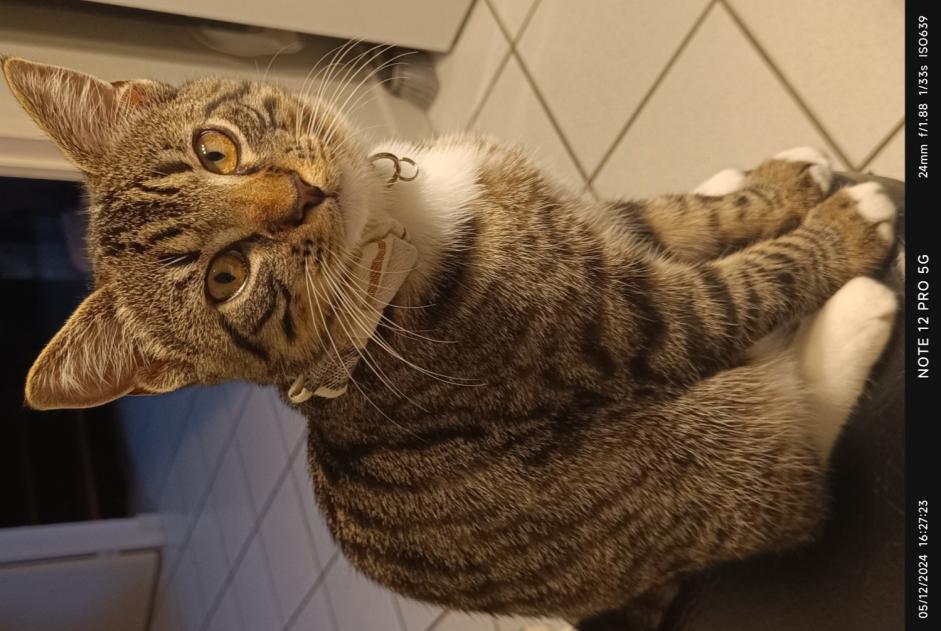 Vermisstmeldung Katze Männliche , 1 jahre Misérieux Frankreich