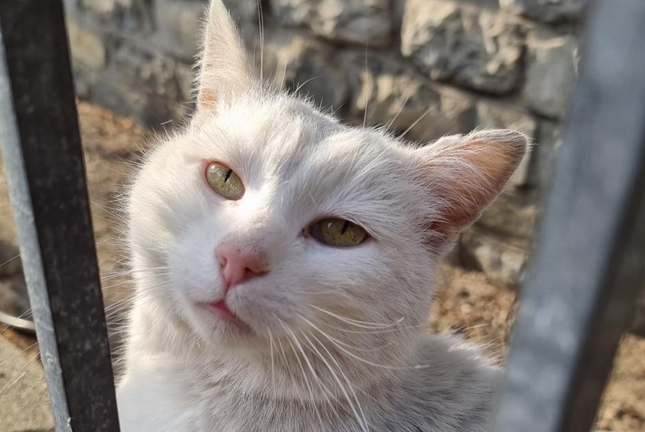 Fundmeldung Katze Unbekannt Sion Schweiz