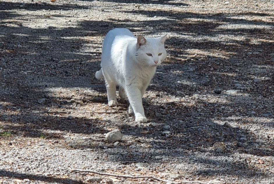 Fundmeldung Katze Unbekannt Sion Schweiz