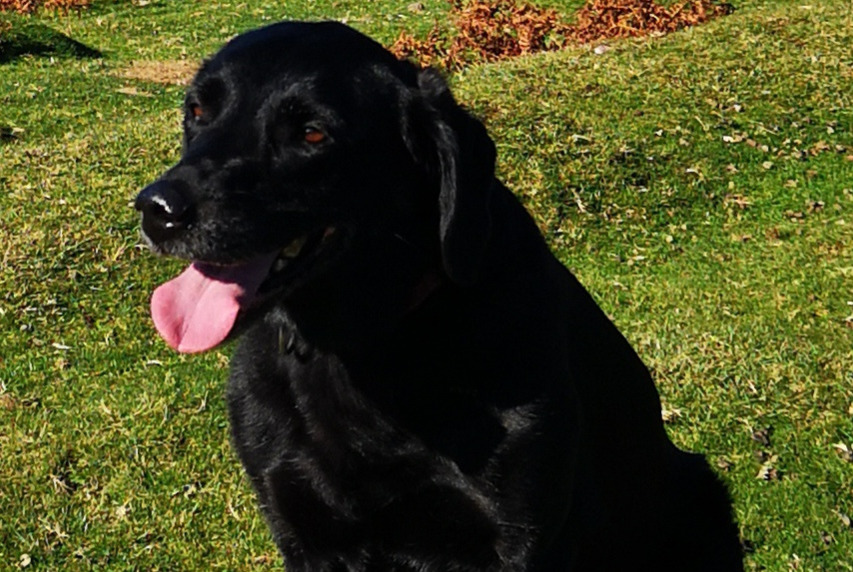 Vermisstmeldung Hund  Weiblich , 10 jahre Saint-André-sur-Sèvre Frankreich