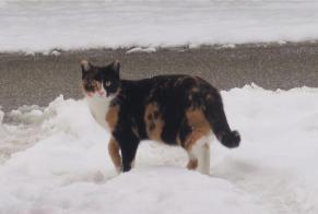 Vermisstmeldung Katze Weiblich , 9 jahre Courchavon Schweiz