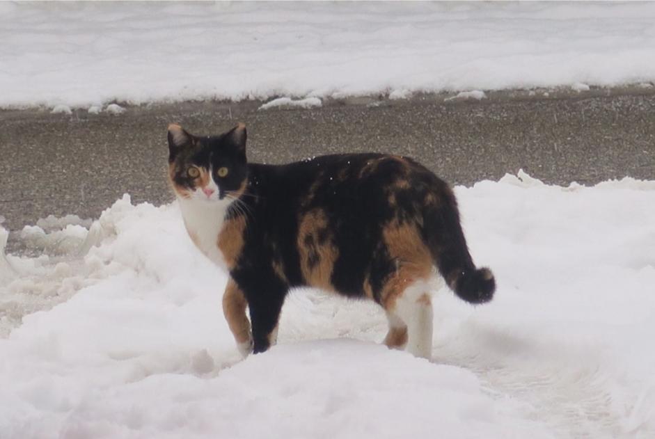Vermisstmeldung Katze Weiblich , 9 jahre Courchavon Schweiz