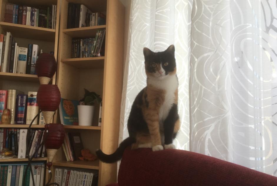 Vermisstmeldung Katze Weiblich , 9 jahre Courchavon Schweiz