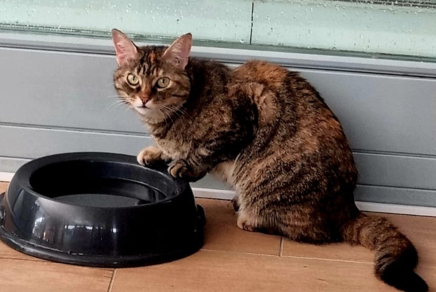 Vermisstmeldung Katze Weiblich , 8 jahre Collonges Schweiz