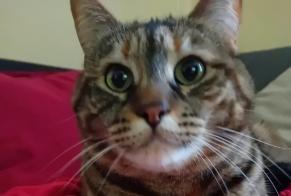Vermisstmeldung Katze Weiblich , 7 jahre Saint-Gingolph Schweiz