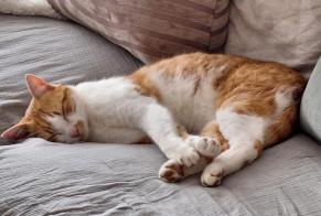 Vermisstmeldung Katze rassenmischung Männliche , 5 jahre Val-de-Ruz Schweiz