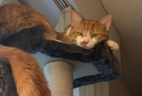 Vermisstmeldung Katze rassenmischung Männliche , 4 jahre Lausanne Schweiz