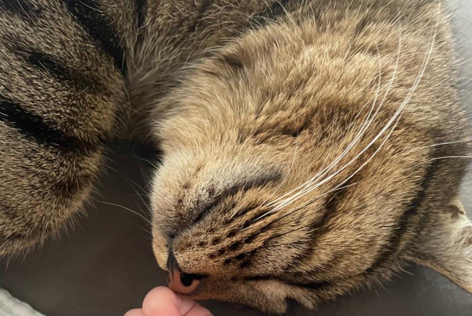 Vermisstmeldung Katze  Weiblich , 3 jahre Valbirse Schweiz