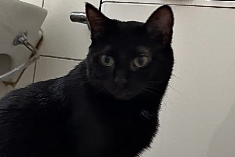 Vermisstmeldung Katze Weiblich , 10 jahre Wünnewil-Flamatt Schweiz