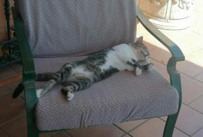 Fundmeldung Katze Männliche Sanlúcar de Barrameda Spanien